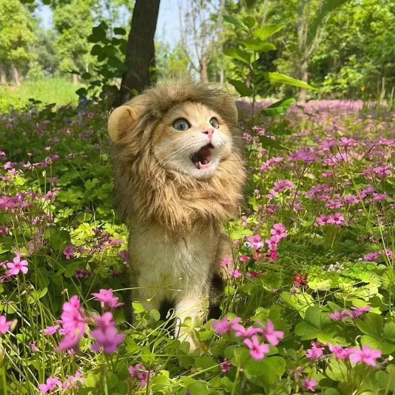 Ϳ         ֿ ..